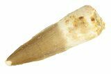 Fossil Spinosaurus Tooth - Real Dinosaur Tooth #268302-1